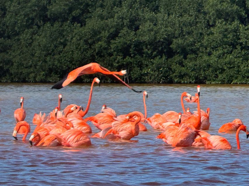 Tour Celestún Mangroves, Pink Flamingos and Beach - Important Seasonal Information