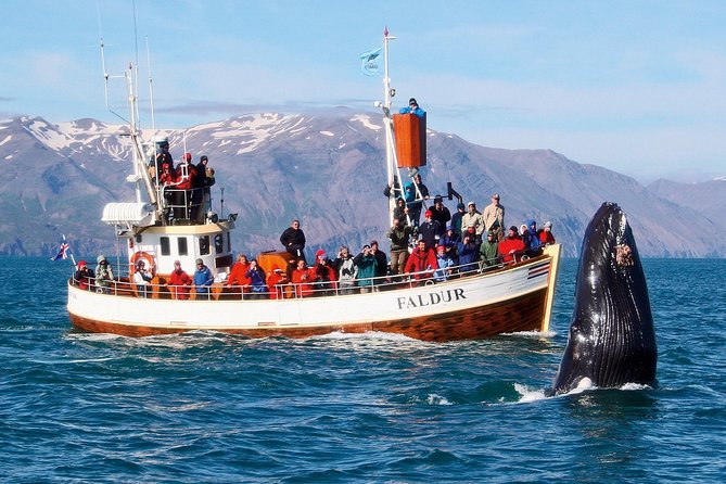 Traditional Whale Watching Tour From Húsavík - Customer Reviews