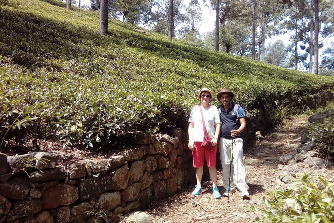 Trekking & Picnic in The Tea Plantation From Ella, Haputale & Bandarawela - Discovering Tea Culture and Process