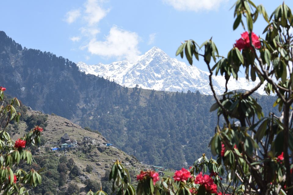 Triund Trek: MadTrek - Experience Highlights