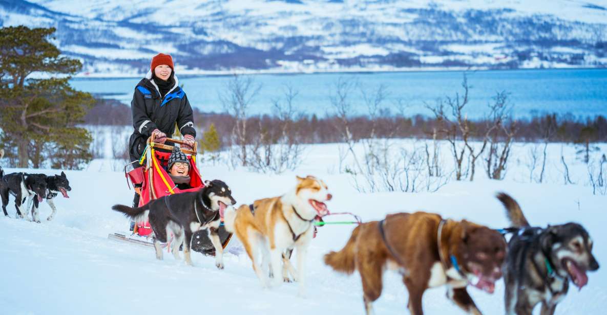 Tromsø: Husky Sled Self-Drive With Traditional Lunch - Booking Information