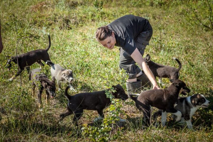 Tromsø: Puppy Training at the Husky Kennel With Lunch - Experience Highlights