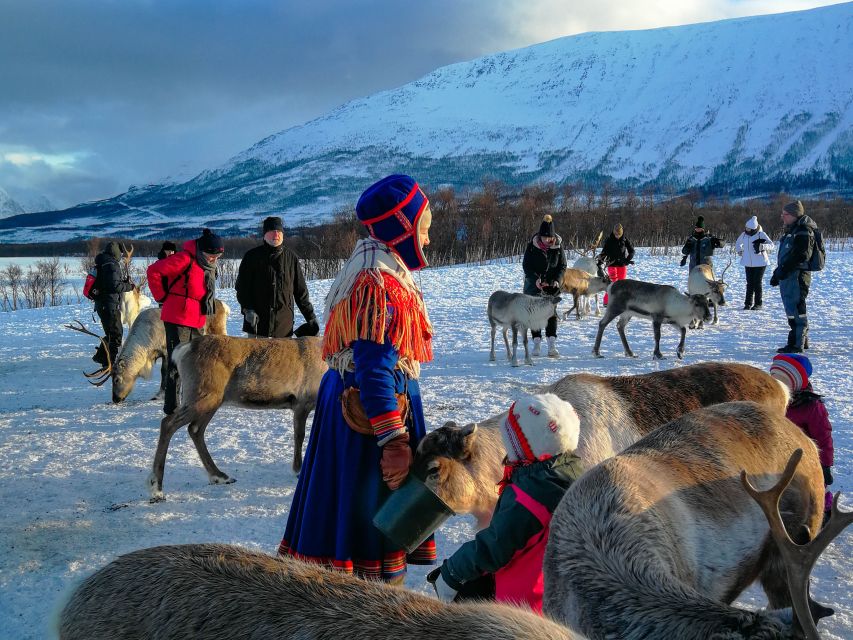 Tromsø: Reindeer Feeding and Sami Cultural Experience - Key Highlights