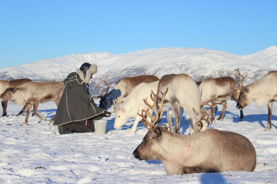 Tromsø: Reindeer Ranch and Sami Cultural Tour With Lunch - Participant Details and Booking