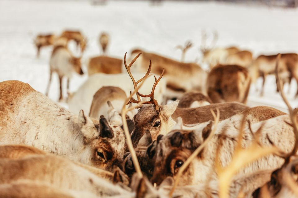 Tromsø: Reindeer Sledding & Feeding With a Sami Guide - Experience Highlights