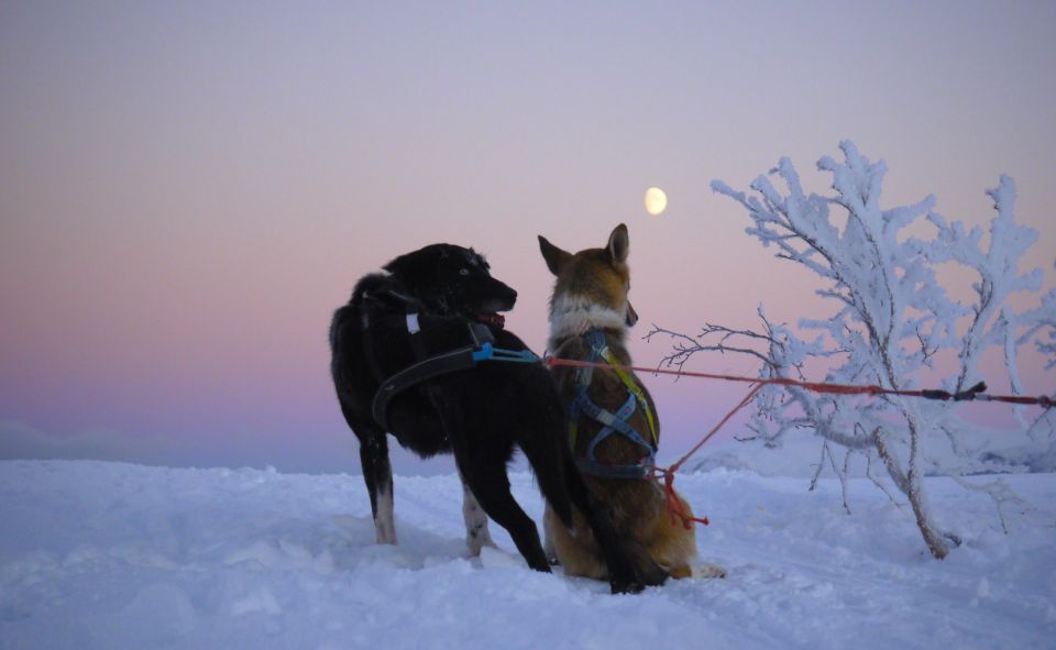 Tromsø: Self-Drive Husky Dog Sledding Adventure - Booking Details