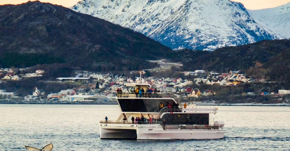 Tromsø: Whale Watching Tour by Hybrid-Electric Catamaran - Highlights