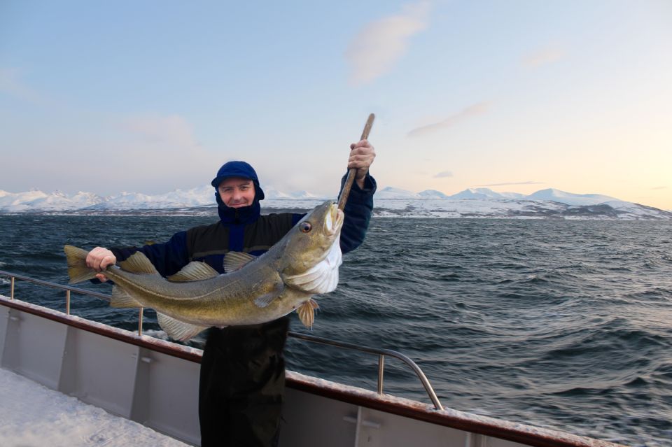 Tromsø:Arctic Fishing & Seafood Fjord Cruise on Luxury Yacht - Experience Highlights