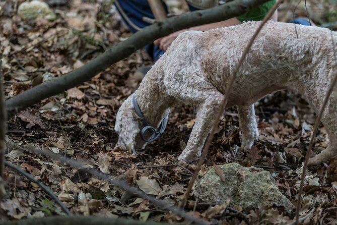 Truffle Lunch & Hunting Experience in San Gimignano - Certified Guided Truffle Hunt