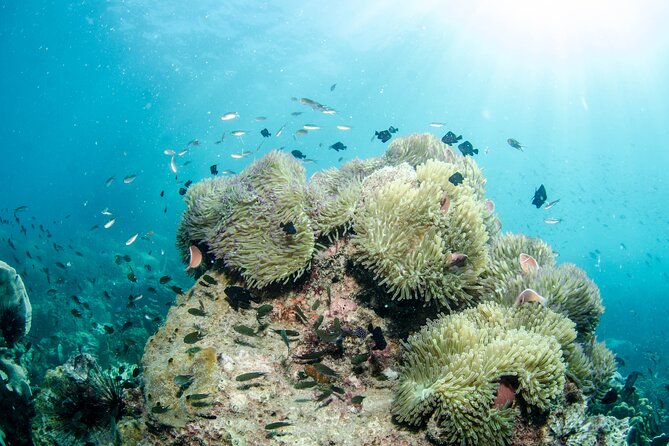 Try Scuba Diving 2 Dives Bang Bao - Cancellation Policy