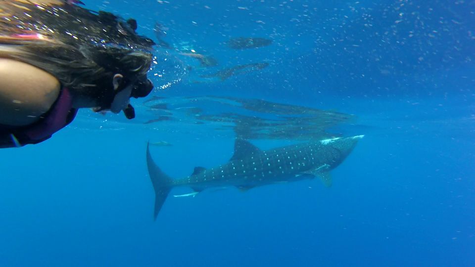 Tulum-Akumal: Swimming With Whale Sharks Tour - Experience Highlights