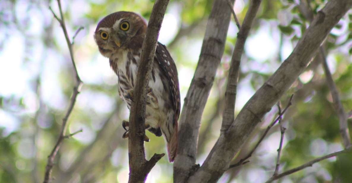 Tulum: Sian Ka'an Biosphere Reserve Guided Birdwatching Hike - Booking Information