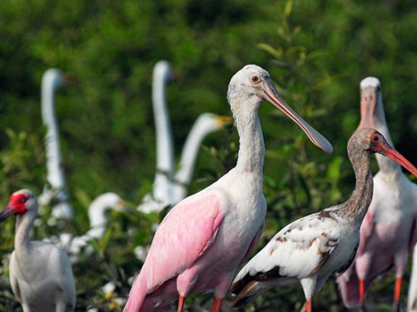 Tumbes: Puerto Pizarro Islands and Mangroves - Experience Highlights