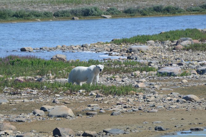 Tundra Buggy Summer Day Tours - Inclusions and Logistics