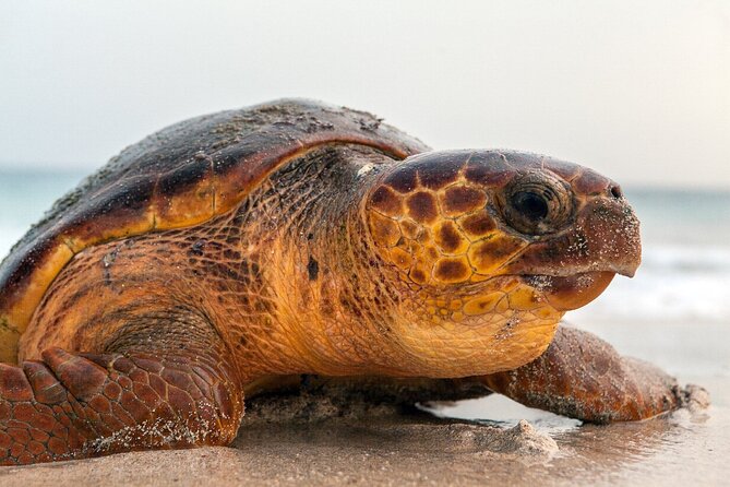 Turtle Experience in Cape Verde - Conservation Efforts in Cape Verde