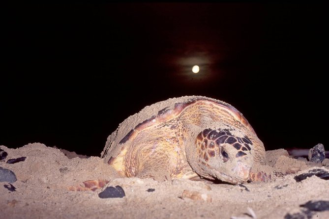 Turtle Watching Tour at Cape Verde  - Santa Maria - Glamping Tent Experience