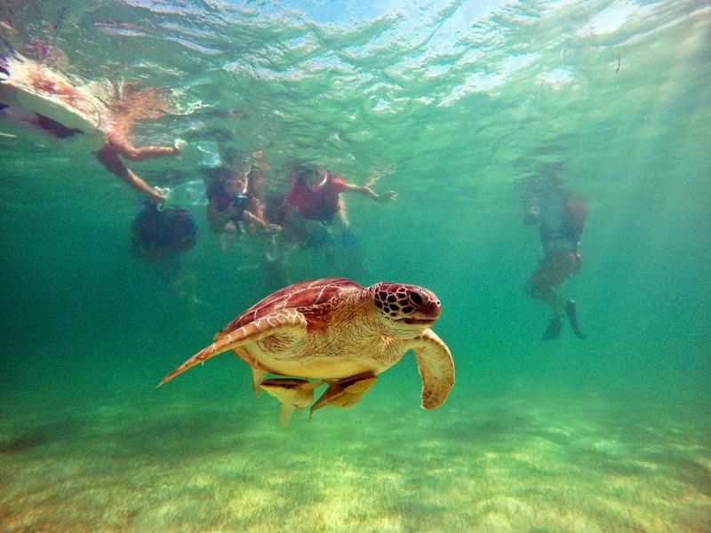 Turtles and Cenotes Tour - Booking Information