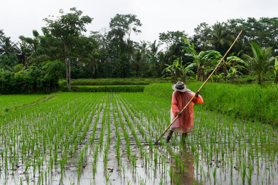 Ubud & Canggu: Rice Terrace, Waterfall & Black Sand Beach - Booking Details