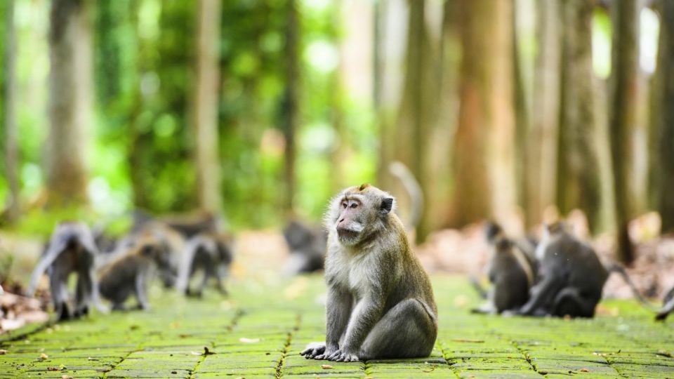Ubud: Monkey Forest, Rice Terrace & Waterfall Guided Tour - Full Description
