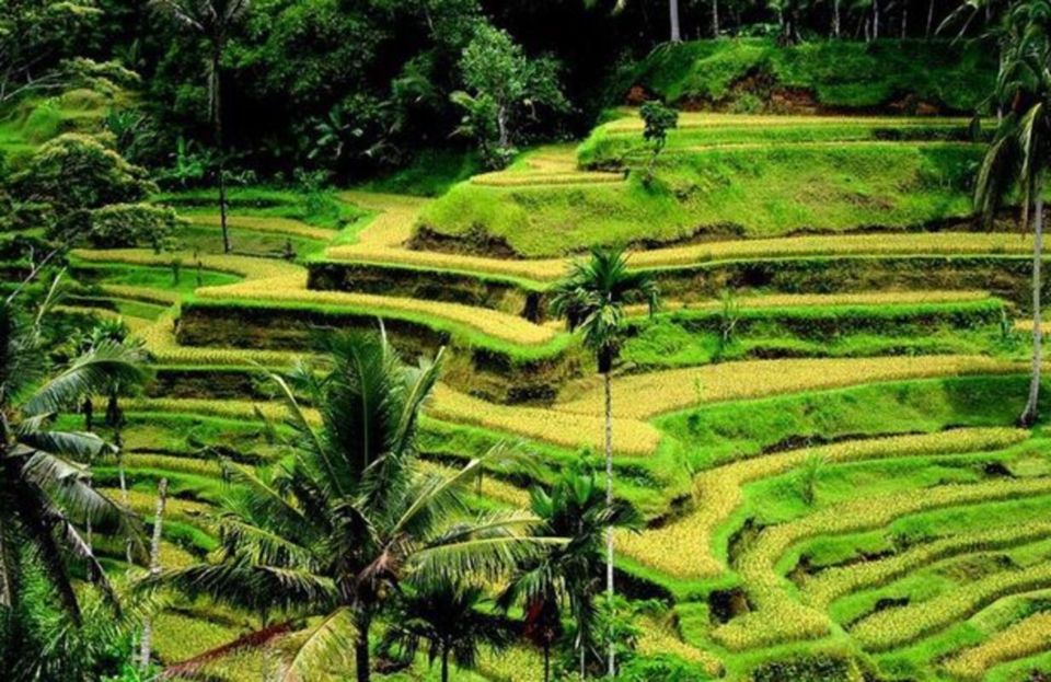 Ubud: Waterfalls,Rice Terrace & Monkey Forest Private Tours - Stops and Attractions Included