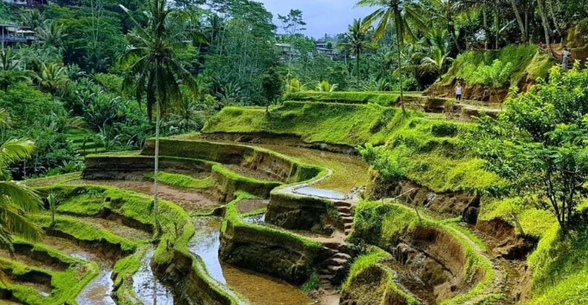 Ubud:Monkey Forest,Rice Terraces,Temple & Waterfalls Tours - Reserve Now & Payment Options
