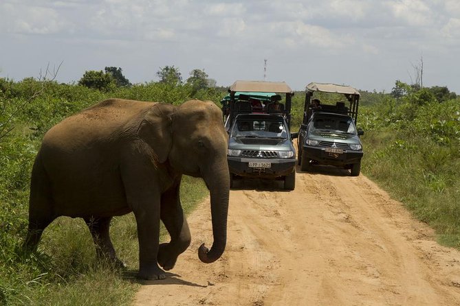 UDAWALAWA National Park ALL INCLUSIVE Tour With PICK up INCLUDED - Traveler Resources