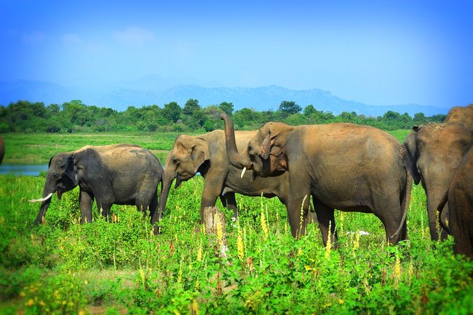 Udawalawe National Park 4 Hours Safari Tour - Safari Experience