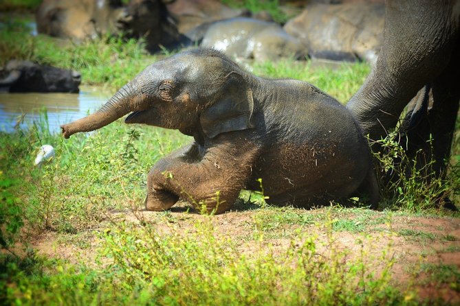 Udawalawe National Park Full Day Safari Tour - Booking Confirmation