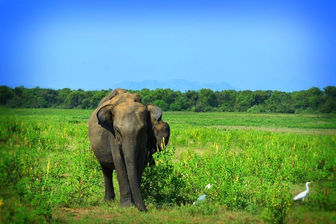 Udawalawe National Park Half Day Safari Tour - Safari Experience