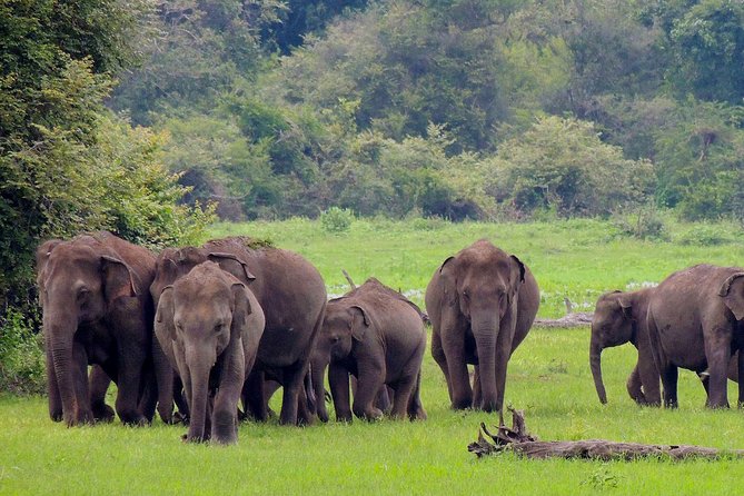 Udawalawe National Park Safari From Weligama - Flexible Cancellation Policy