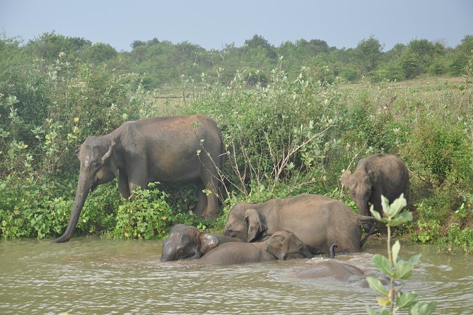 Udawalawe National Park Safari From Yala - Pricing and Booking Information