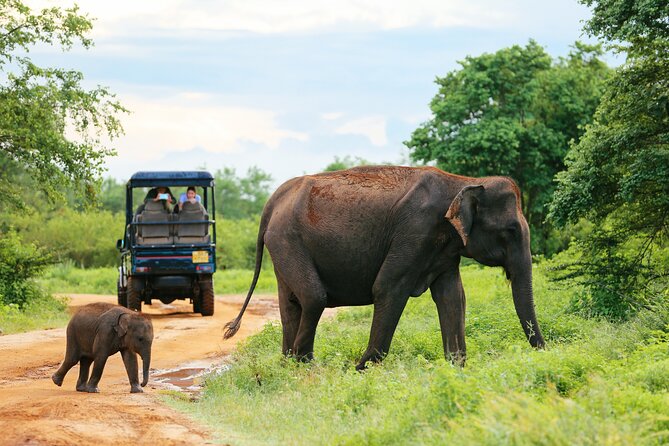 Udawalawe National Park Safari With Transfers From Colombo - Inclusions