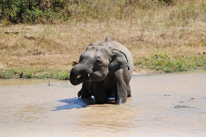 Udawalawe Safari Day Tour From Bentota and Its Surrounding Areas - Wildlife Encounters