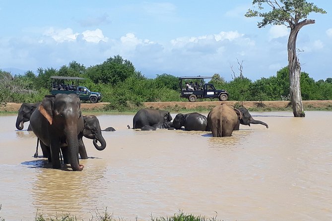 Udawalawe Safari Day Tour From Kandy - Reviews and Ratings