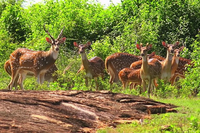 Udawalawe Safari Private Day Tour Kaluthara/Beruwala/Bentota/Kosgoda/Ahungalla - Inclusions