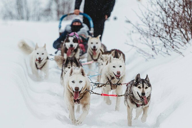 Ultimate Dog Sledding Tour - Day Trip From Ottawa & Gatineau - Itinerary Overview