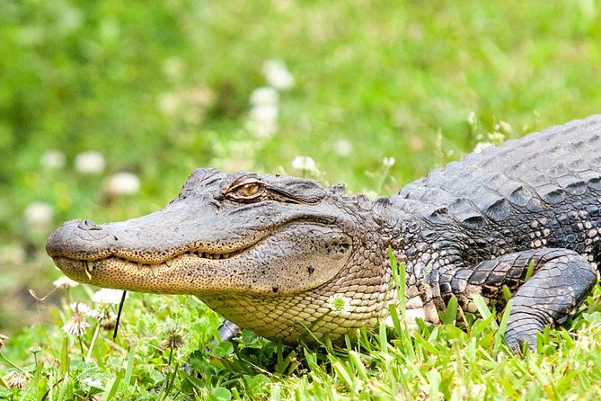 Ultimate Swamp Tour Experience With Transportation From New Orleans - Boat Tour Recommendations