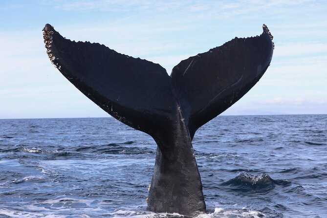 Ultimate Whale and Dolphin Watching in Newport Beach, 6 Person Maximum - Inclusions and Logistics