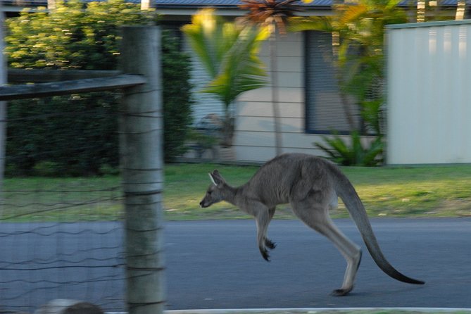 Urban Kangaroos - Interactions With Urban Kangaroos