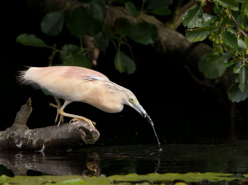 Valada Do Ribatejo: Tejo River Birdwatching Experience - Location Information