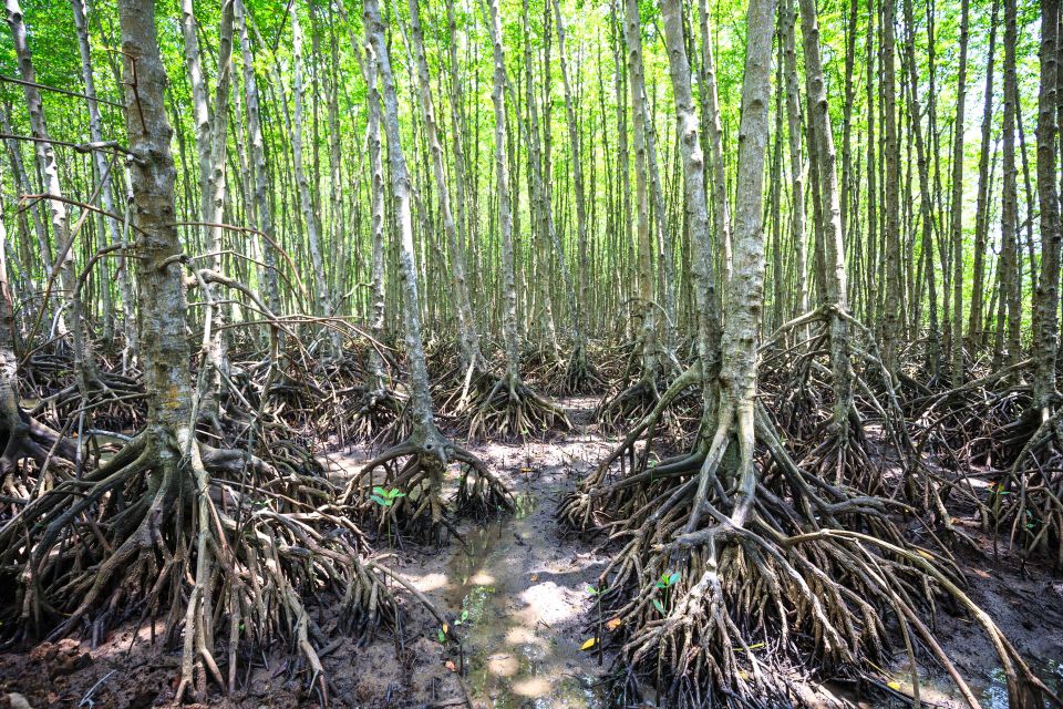 Vam Sat Mangrove Forest Private Tour From Ho Chi Minh City - Review Insights and Ratings
