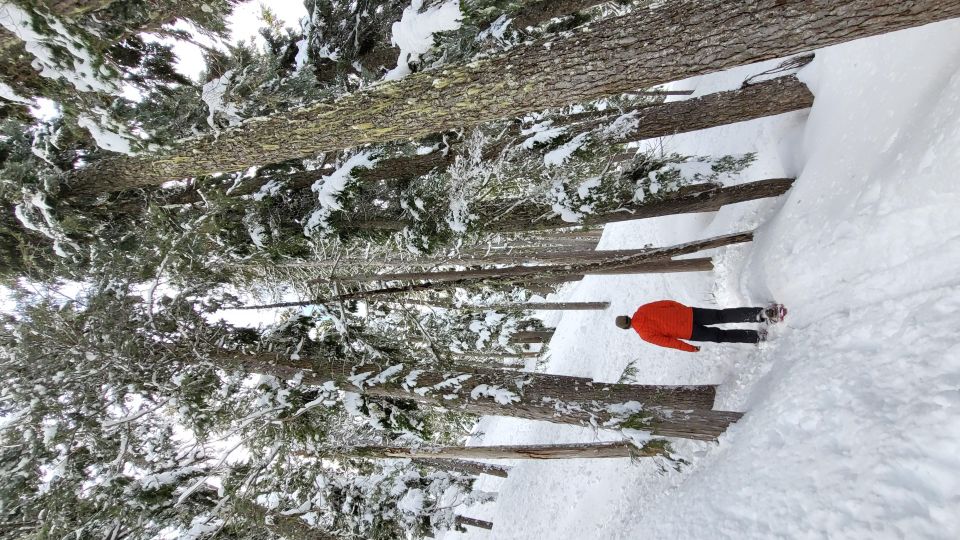 Vancouver Island Alpine Snowshoeing Tour - Winter Conditions and Gear