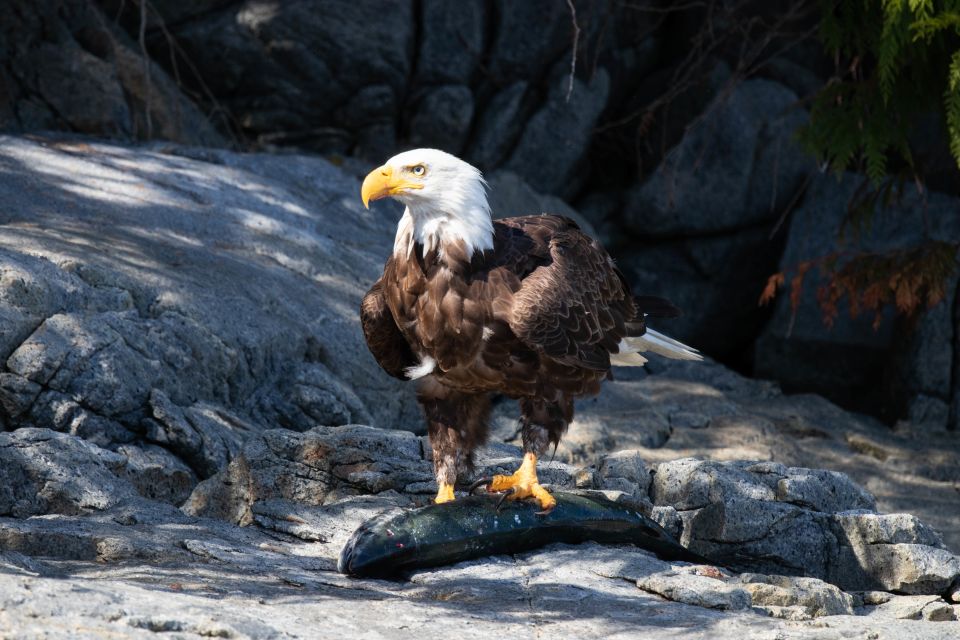 Vancouver Island: Campbell River Coastal Wildlife Adventure - Booking Details and Cancellation Policy