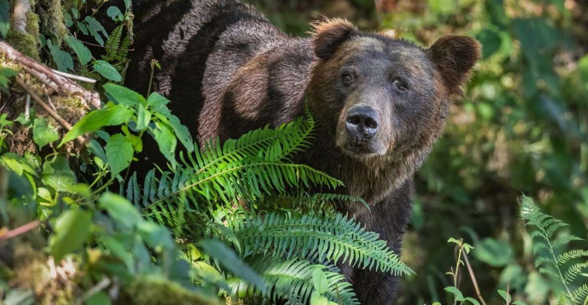 Vancouver Island: Full-Day Grizzly Bear Tour at Toba Inlet - Live Guide and Availability Information