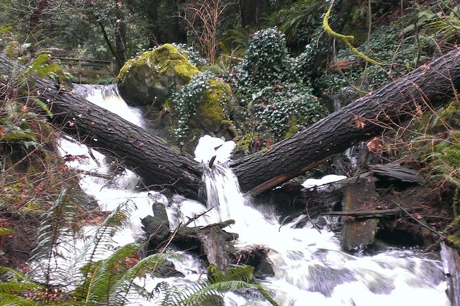 Vancouver Island Rainforest Guided Hike With Private Guide - Customer Feedback