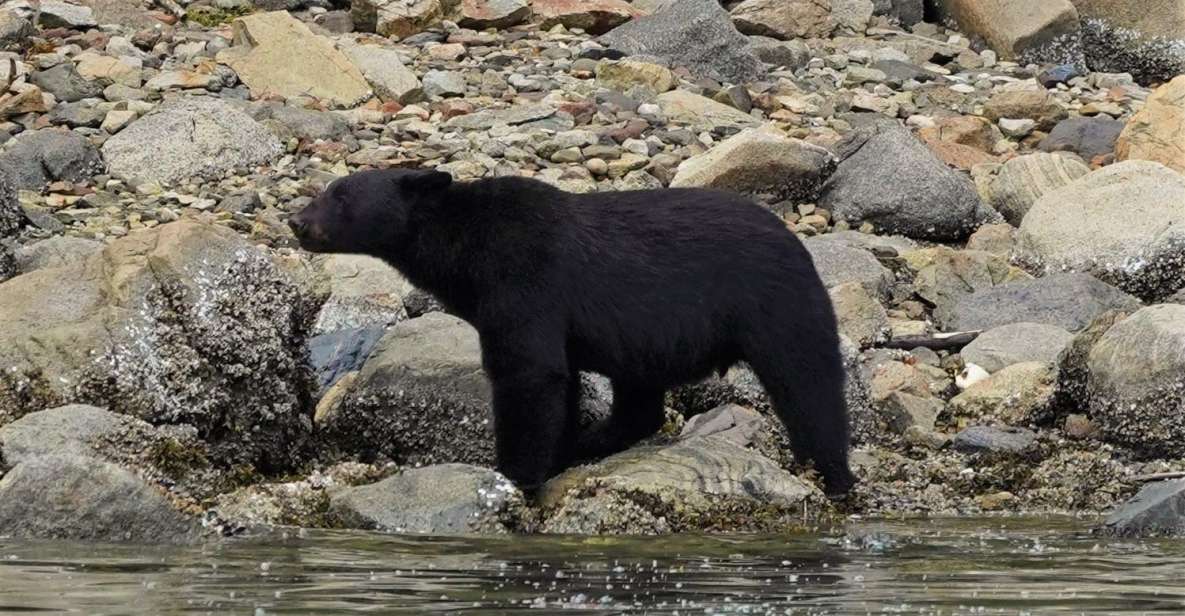 Vancouver Island: Spring Bears and Whales Full-Day Tour - Wildlife Highlights
