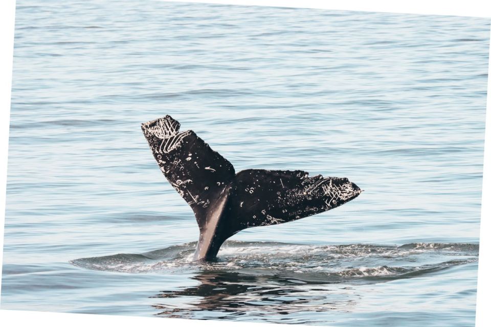 Vancouver Whale Watching Safari - Experience Highlights