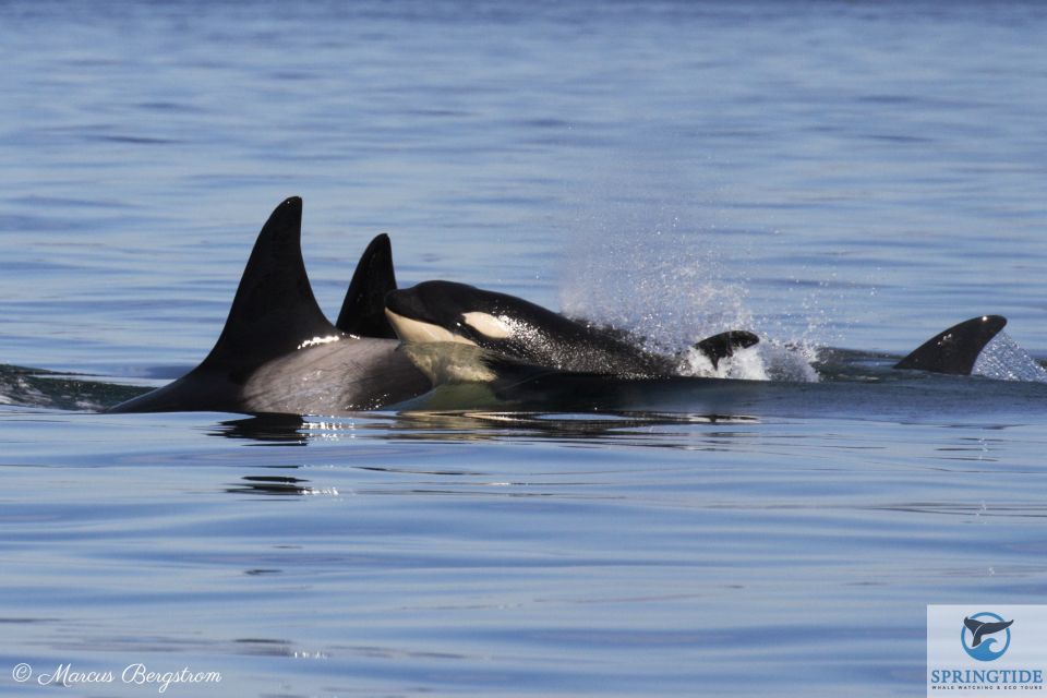 Victoria: 3-Hour Whale Watching Tour - Experience Highlights