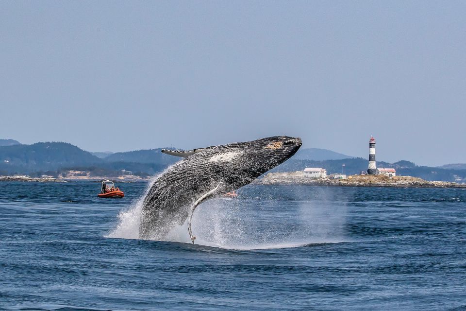 Victoria: 3-Hour Zodiac Whale-Watching Tour - Experience Highlights on the Tour