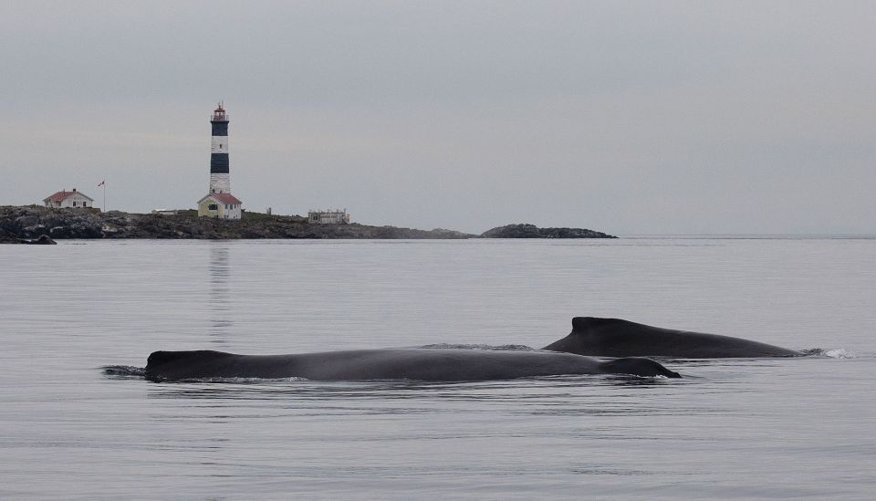 Victoria: Guided Whale and Wildlife-Watching Cruise - Experience Highlights